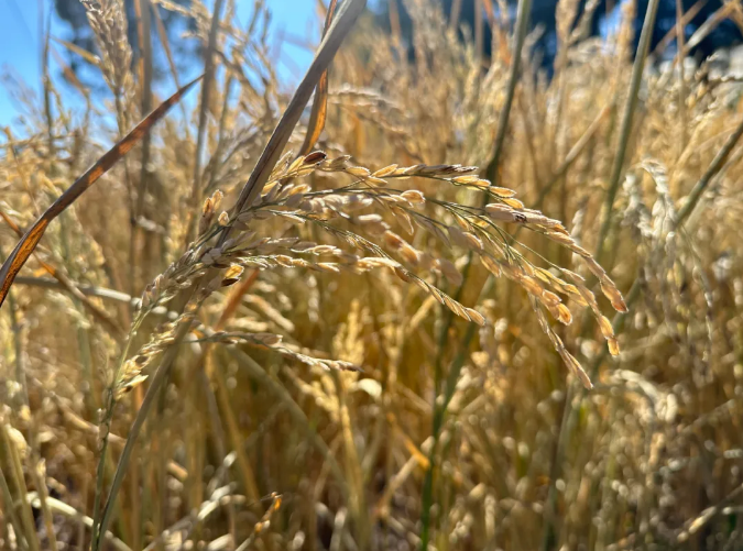 美魯納西村：玉龍雪山下的稻米傳奇